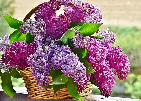 Blumenkorb - Das Bild zeigt einen Korb voll Fliederblumen.